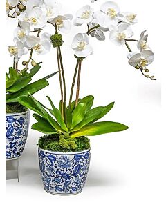 Orchids Double Blue/White Pot